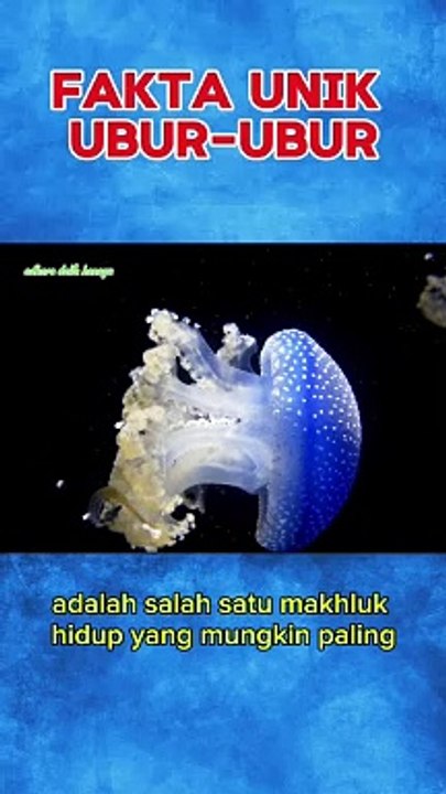 Fakta unik ubur-ubur