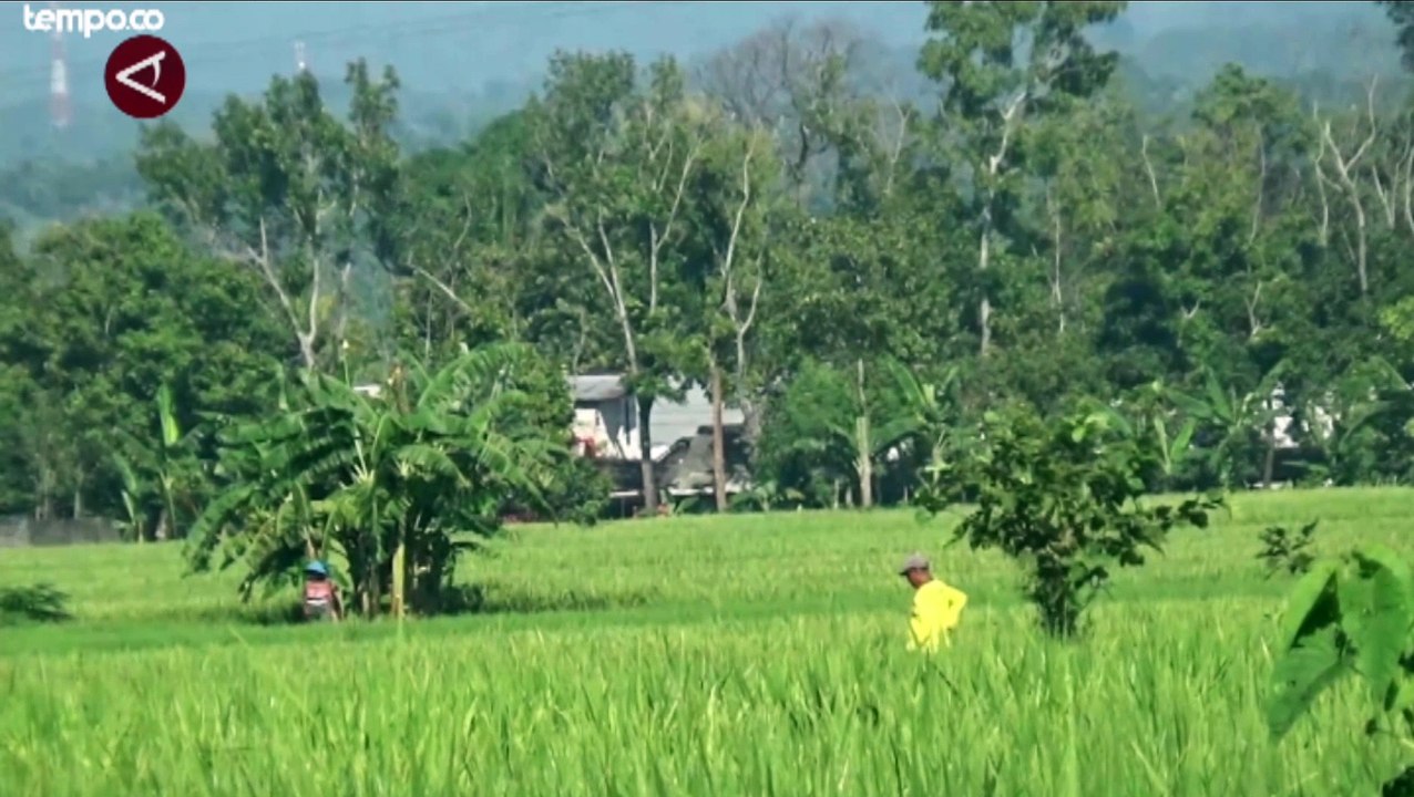 Gunung Semeru Alami 3 Kali Erupsi, BPBD Antisipasi Hujan Abu ke Arah Lumajang