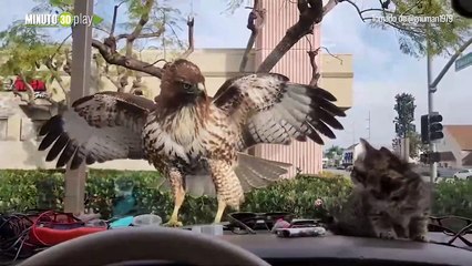 Giro inesperado en video de ave embistiendo a un gato todos celebran