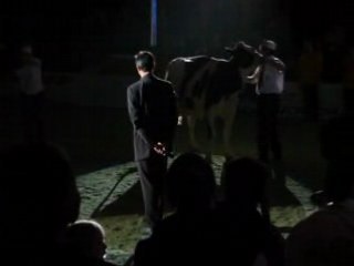 championnat adulte Pétula dls devant royale  (tsigane 3)