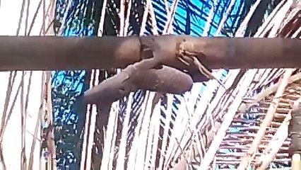 may nakita kami tuko