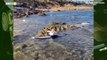 Tiburón de dos metros nadó muy cerca de turistas en la playa Aguamarina en Orihuela, España