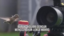 Burung Kolibri Dengan Menggunakan Lensa Makro