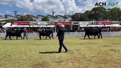 Angus best exhibit at Sydney Royal