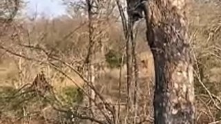 Leopard Thinks Twice About Jumping On Hyena