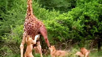 Hươu cao cổ, những gã khổng lồ của đồng cỏ Châu Phi