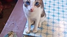 my pet