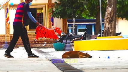 Best Dog Prank Ever: Laughing Guaranteed!