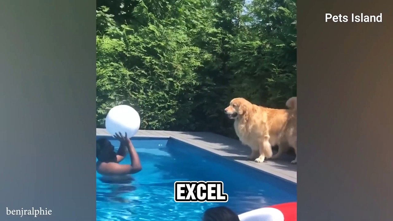 When Your Dogs as Your DAILY DOSE OF JOY FUNNIEST DOG EVER!