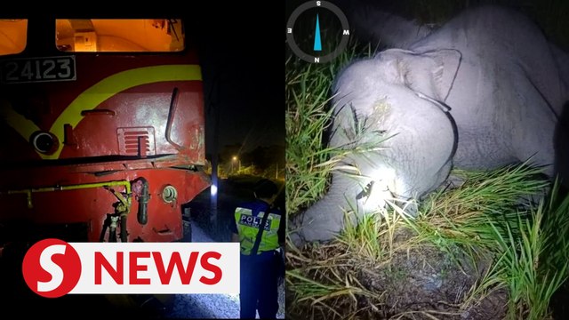 Elephant calf strays onto tracks near Kluang, killed after being rammed by train