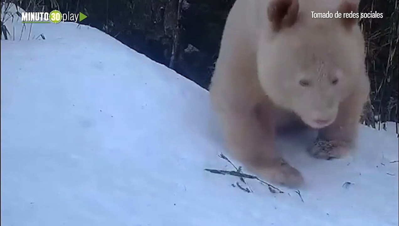 Increíble descubrimiento un panda albino fue visto en una reserva natural de China