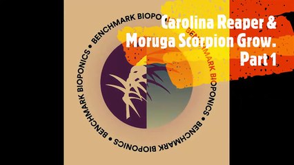 Benchmark's Carolina Reaper & Moruga Scorpion Hydroponic Chilli Grow.