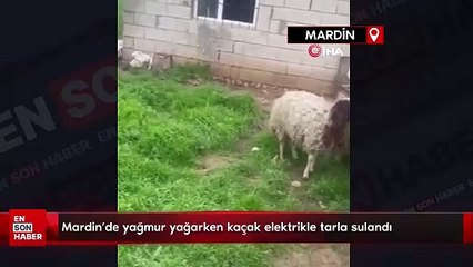 Mardin'de yağmur yağarken kaçak elektrikle tarla sulandı