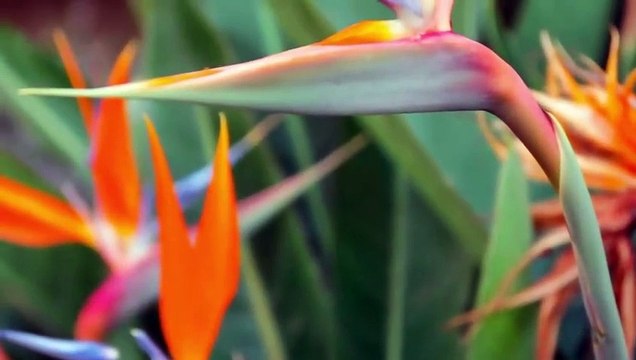 5 Plantas de Interior Para Decorar tu Casa: Fáciles de cuidar y resistentes, Monstera, Ficus y más