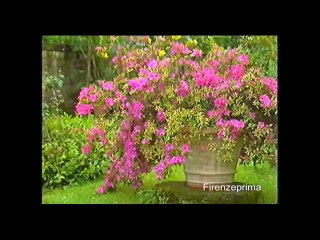 Color Test  Ikegami ITC 730A.  Saticon tube, Pal Color camera