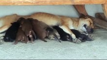 lovely puppy