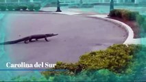 Los Animales siguen Llegando a las Ciudades (Parte 5)