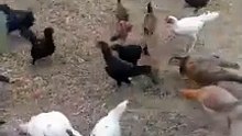feeding chickens