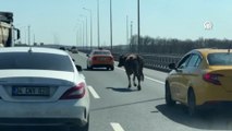 İstanbul'da sahibinden kaçıp otoyola giren inek trafikte tehlike oluşturdu