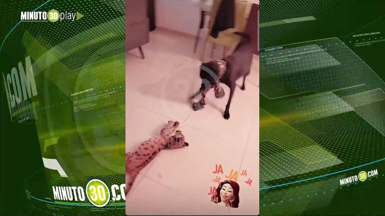 Indignación por Dj paisa que tiene en su poder animalitos silvestres