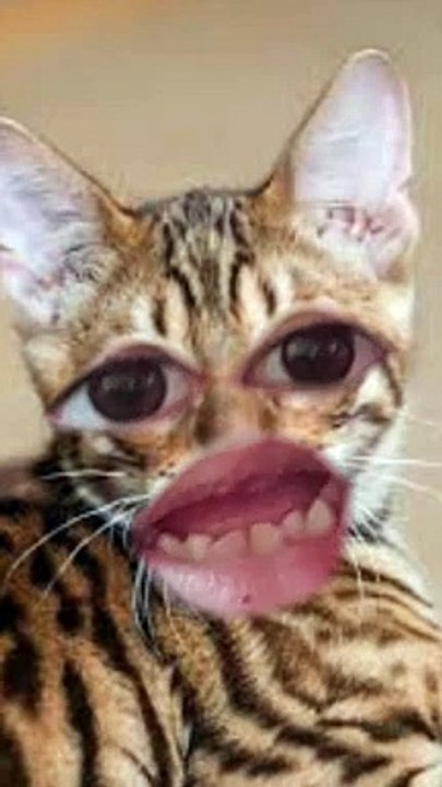 Mignon chat