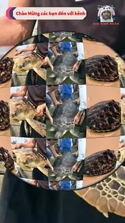 Ngư dân phát hiện thú quý từ biển lạc vào đầm phá Tam Giang