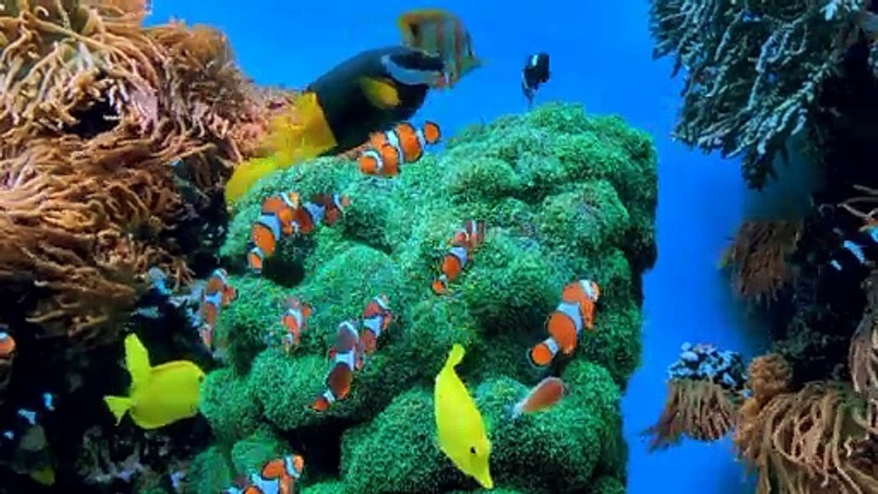 The Real Nemo