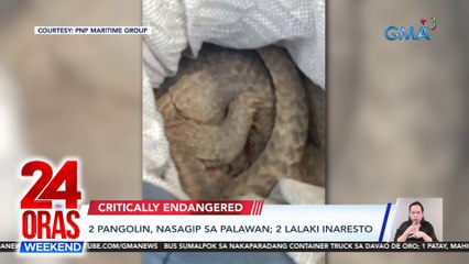 2 pangolin, nasagip sa Palawan; 2 lalaki inaresto | 24 Oras Weekend