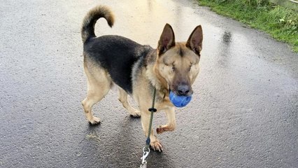 Dog with no eyes still homeless despite 70,000 people viewing viral video appeal