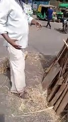 Video News ..... गाय के गोबर व मूत्र से तैयार सामग्री के जरिए होली दहन