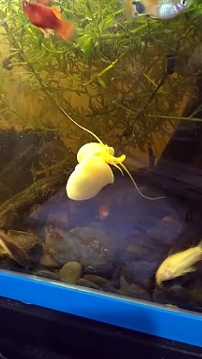 Apple Snail
