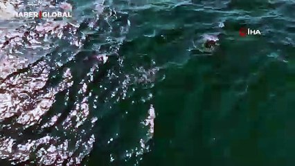 İstanbul’da tarihi yarımadaya yunus akını! İzleyenler hayran kaldı