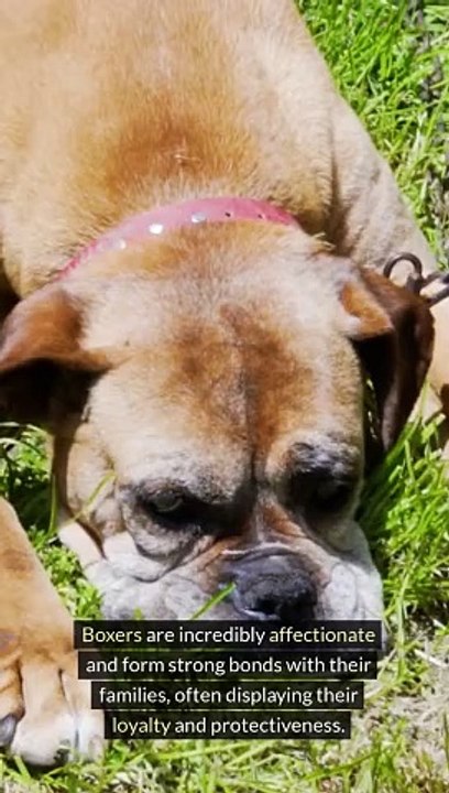 Facts About Boxer