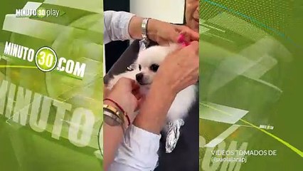 Paola Jara pinto de rosa a su mascota