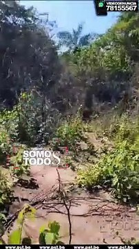 DENUNCIAN TALA ILEGAL DE ARBOLES EN EL MUNICIPIO DE TAREPAS