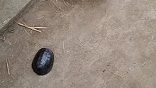 donatelo the asianbox turtle