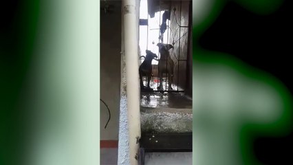 28-09-17-perritos-abandonados