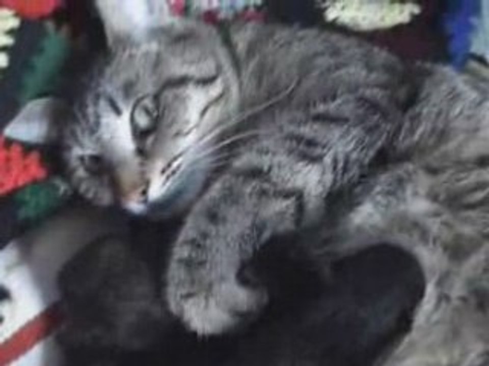 Chatonsavril08