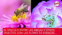 De esta forma ven las flores las abejas a través de sus ojos