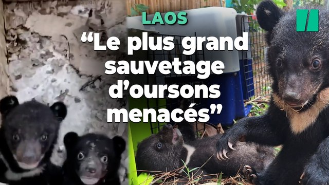 Au Laos, les images du sauvetage de seize ours noirs d’Asie, une espèce menacée