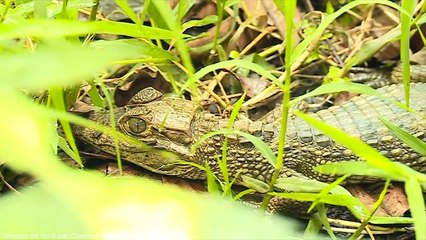 11-12-17 Las cifras consecuencias y retos que hay detras del trafico de fauna silvestre