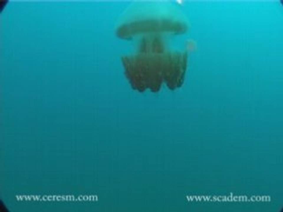 Meduse dans le lagon de Noumea