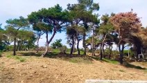 Saros Körfezi'nde ormanlık araziye villa inşaatı