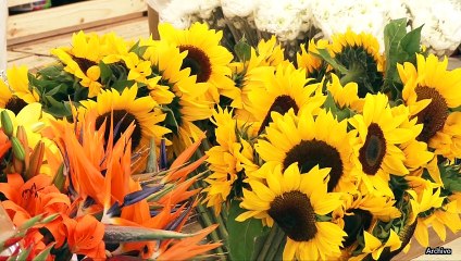 12-12-17 Este ano un nuevo escenario se suma a la fiesta decembrina en Medellin