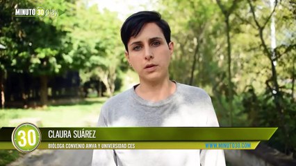 Encontraron particular armadillo coletrapo dentro de una vivienda en Medellín