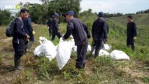 11-06-19 Hasta con semillas in vitro están sembrando cultivos ilícitos en Antioquia