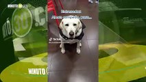 Hermoso Perrito ayuda a niños a estar tranquilos durante su visita al odontólogo