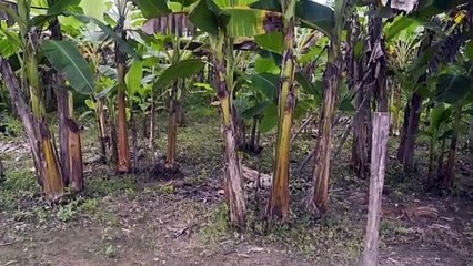 Te advierten no ir pero la necesidad está, hablan los migrantes del Darién