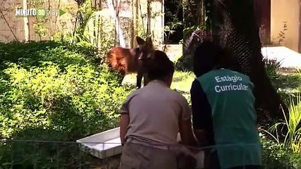 El zoológico de Río de Janeiro ofrece paletas a animales para amenizar el calor