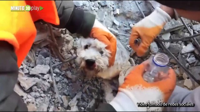 Un perro fue rescatado con vida de entre los escombros